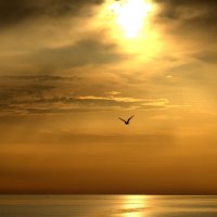 Полет на закате :: Валерий 