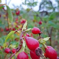 *** :: Светлана Кузнецова