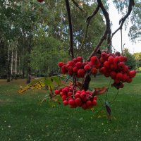 ***** :: юрий поляков