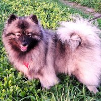 Шпиц :: Наталья 