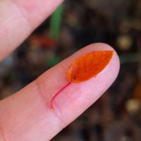 Мини листик :: светлана льдокова