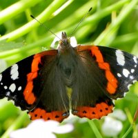 из сегодняшней съёмки 4 :: Александр Прокудин из сегодняшней съёмки 4 :: Александр Прокудин