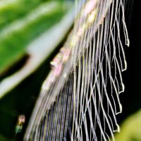 Струны паутины :: Наталия 