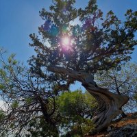 Радужное солнышко :: Мария Яковлева Радужное солнышко :: Мария Яковлева