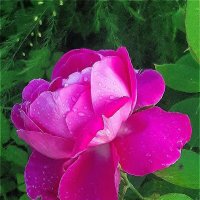 Всегда красивая! :: Нина Андронова