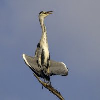 Большая голубая цапля. :: Alexander Amromin