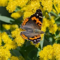 *** :: Виктор Иванович Чернюк