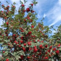 Рябина красная :: Veera V Рябина красная :: Veera V