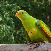 Попугай :: SanSan 