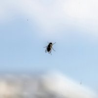 Греется на солнышке :: Валерий Иванович