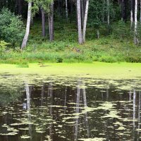 Караканский бор. Цветистое озеро :: Татьяна Лютаева