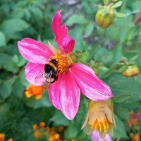 Шмель за работой :: Любовь Сахарова