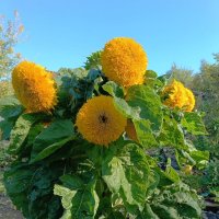 Подсолнечник (декоративный) однолетний «Медвежонок» :: Любовь Сахарова