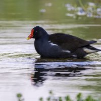 Камышница. :: Alexander Amromin Камышница. :: Alexander Amromin