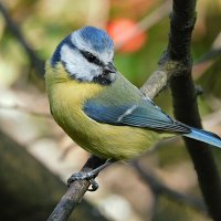 Лазоревка :: Лина 