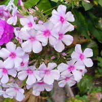 Флоксы. :: Ольга 