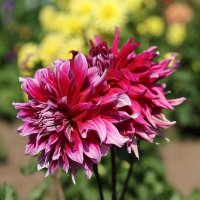 Георгина :: Анатолий Шумилин