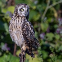 сова болотная. :: юрий макаров