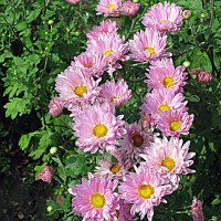 Цветы. :: Владимир Драгунский Цветы. :: Владимир Драгунский