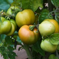 Москва. Август в Аптекарском огороде. :: Наташа ***** Москва. Август в Аптекарском огороде. :: Наташа *****