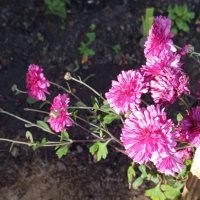 ***** :: Елена Семигина