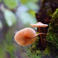 Грибные истории. Извилистый путь к свету :: Василий Прудников