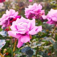 ,,, :: Сергей Тимоновский