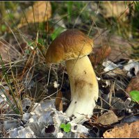 *** :: Aleksandr Gal