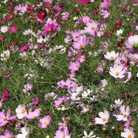 Космея :: Рита Симонова