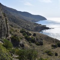 Природа Крыма :: Amazing Cosmea