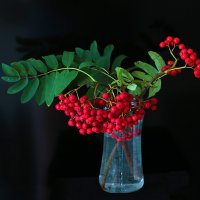 Рябиновый букет :: Светлана 