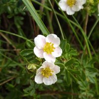 Лапчатка :: Freddy 97