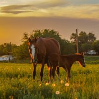 вечерний закат :: Алтынбек Картабай 