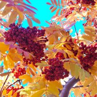 Рябина :: Наталья 