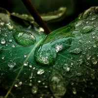 My magic Petersburg_04223 :: Станислав Лебединский