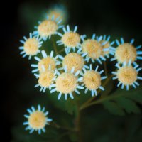 Мой ЦВЕТЫ :: Владимир Максимов Мой ЦВЕТЫ :: Владимир Максимов