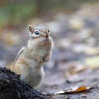 Бурундук :: Марина Фомина.