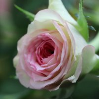 Нежность. :: Наталья Лунева 