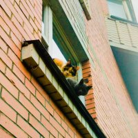 Кумушки :: Галина Бобкина