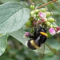 Шмель :: Алексей Домрин
