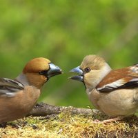 ... :: Вячеслав Минаев