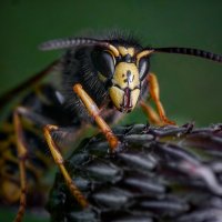 *** :: Олег Алексеев *** :: Олег Алексеев