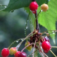 После дождя :: Валерий 