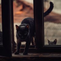 Можно к вам? :: Лилия .