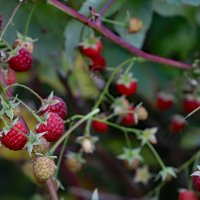 малина сентября :: краснов юрий 