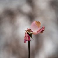 Октябрьской розы век. :: Анатолий Щербак