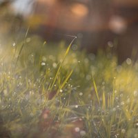 В сиянии рос осенних. :: Анатолий Щербак В сиянии рос осенних. :: Анатолий Щербак