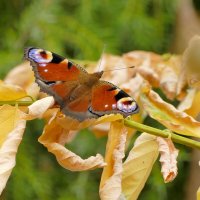 вчерашние павлиньи глаза 3 :: Александр Прокудин