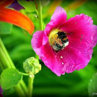 они на радость нам даны :: Олег Лукьянов