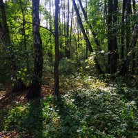 * * * :: Андрей Лукьянов * * * :: Андрей Лукьянов